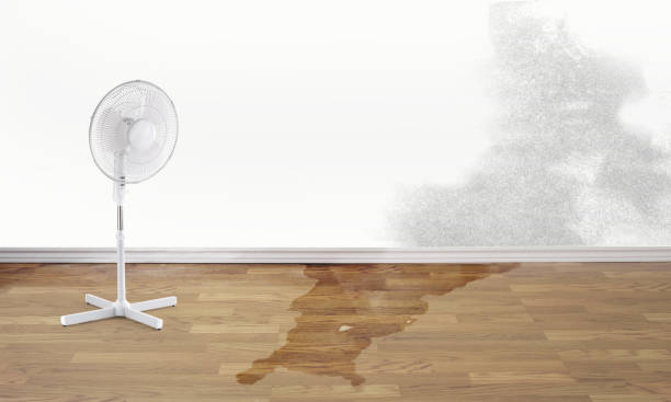 Best Water damage cleanup near me  in Donna, TX